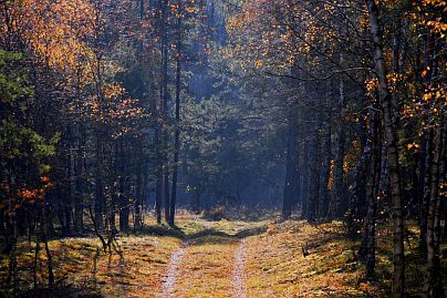 Herbstfoto von Czeslaw Gorski-001-herbstfoto-czeslaw-gorski-weg-im-wald