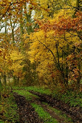 Herbstfoto von Czeslaw Gorski-007-herbstfoto-czeslaw-gorski-goldener-herbst-weg-im-wald
