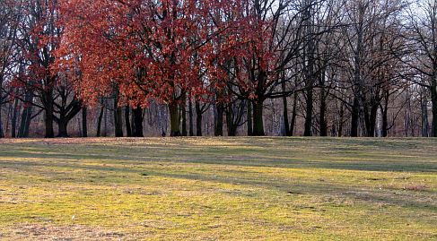 Herbstfoto von Czeslaw Gorski-010-herbstfoto-czeslaw-gorski-buchenwald