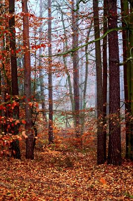 Herbstfoto von Czeslaw Gorski-012-herbstfoto-czeslaw-gorski-roter-wald