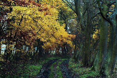 Herbstfoto von Czeslaw Gorski-013-herbstfoto-czeslaw-gorski-schlammiger-weg-im-wald