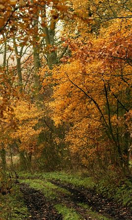 Herbstfoto von Czeslaw Gorski-014-herbstfoto-czeslaw-gorski-schlammiger-weg-im-wald