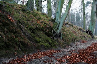 Herbstfoto von Czeslaw Gorski-016-herbstfoto-czeslaw-gorski-weg-im-buchenwald