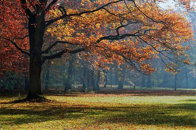 Herbstfoto von Czeslaw Gorski-017-herbstfoto-czeslaw-gorski-herbst-im-park