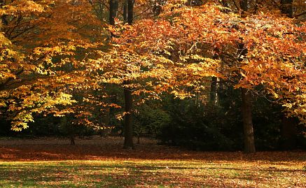 Herbstfoto von Czeslaw Gorski-018-herbstfoto-czeslaw-gorski-herbst-im-park
