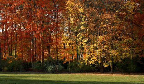 Herbstfoto von Czeslaw Gorski-019-herbstfoto-czeslaw-gorski-herbst-im-park
