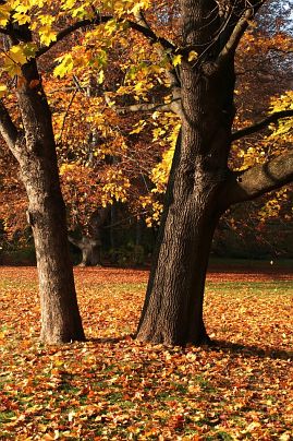 Herbstfoto von Czeslaw Gorski-020-herbstfoto-czeslaw-gorski-herbst-im-park