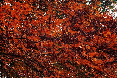 Herbstfoto von Czeslaw Gorski-021-herbstfoto-czeslaw-gorski-rote-buchen