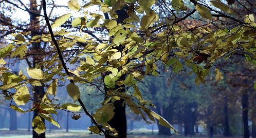 Herbstfoto von Czeslaw Gorski-022-herbstfoto-czeslaw-gorski-nebliger-park