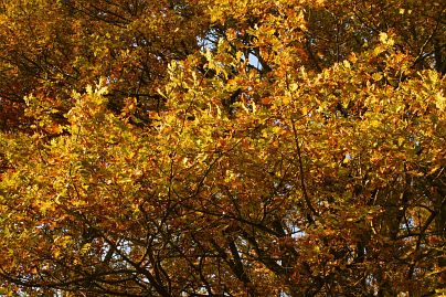 Herbstfoto von Czeslaw Gorski-023-herbstfoto-czeslaw-gorski-goldene-herbstblaetter