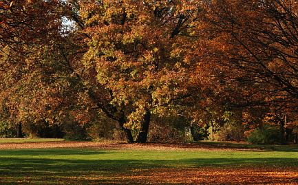 Herbstfoto von Czeslaw Gorski-025-herbstfoto-czeslaw-gorski-birkenwald