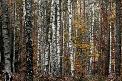 Herbstfoto von Czeslaw Gorski-026-herbstfoto-czeslaw-gorski-birkenwald