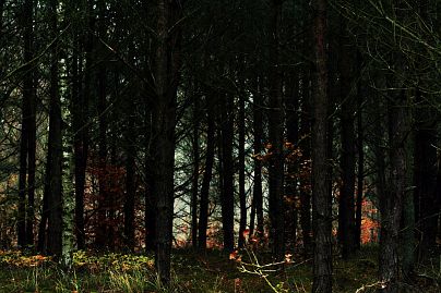 Herbstfoto von Czeslaw Gorski-034-herbstfoto-czeslaw-gorski-dunkler-herbstwald