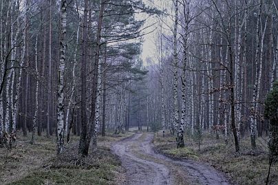 Herbstfoto von Czeslaw Gorski-036-herbstfoto-czeslaw-gorski-frostiger-birkenwald