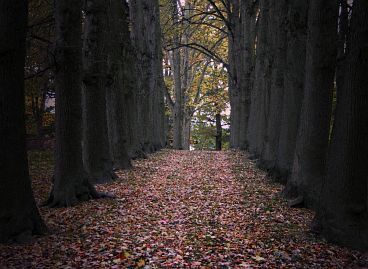 Herbstfoto von Czeslaw Gorski-048-herbstfoto-czeslaw-gorski-park-im-lebehn-reihen-alter-buchen