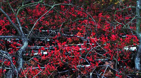 Herbstfoto von Czeslaw Gorski-055-herbstfoto-rote-blaetter-am-baum_miniatur