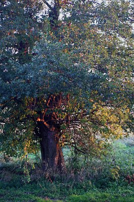 Herbstfoto von Czeslaw Gorski-059-herbstfoto-eiche-bei-sonnenuntergang_miniatur