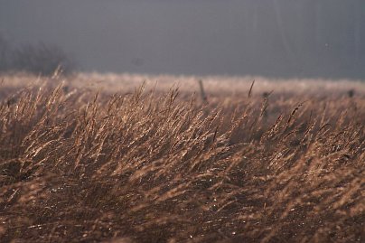 Herbstfoto von Czeslaw Gorski-062-herbstfoto-herbstgras-mit-tau-im-wind_miniatur