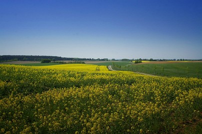 Frühlingsfoto von Czeslaw Gorski-004-bluehender-raps-bis-zum-horizont-auf-einem-feld-in-mecklenburg