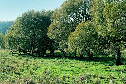Frühlingsfoto von Czeslaw Gorski-005-eine-reihe-gruener-weiden-auf-einer-fruehlingswiese