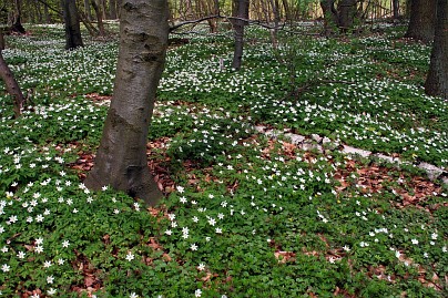 Frühlingsfoto von Czeslaw Gorski-011-freuhling,-viele-bleuhende-anemonen-im-wald