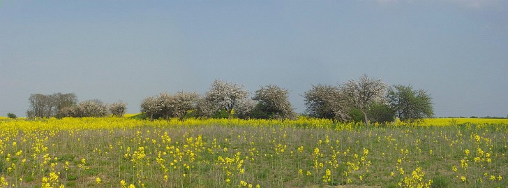 Frühlingsfoto von Czeslaw Gorski-012-freuhlingswiese-an-der-strasse-bei-krackow