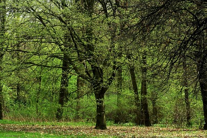 Frühlingsfoto von Czeslaw Gorski-013-frisches-fruehlingsgruen-im-wald