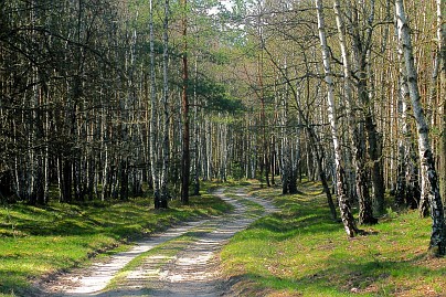 Frühlingsfoto von Czeslaw Gorski-014-fruehling,-birkenwald,-kurvenreiche-forststrasse