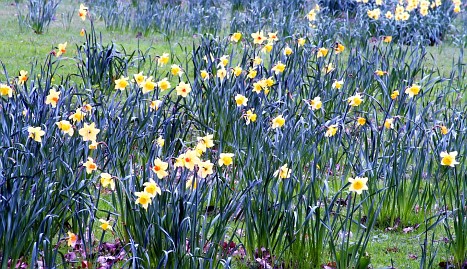 Frühlingsfoto von Czeslaw Gorski-015-fruehlingswiese-und-bluehende-narzisse