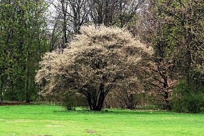 Frühlingsfoto von Czeslaw Gorski-020-wiese-im-park,-bluehender-fruehlingsbaum