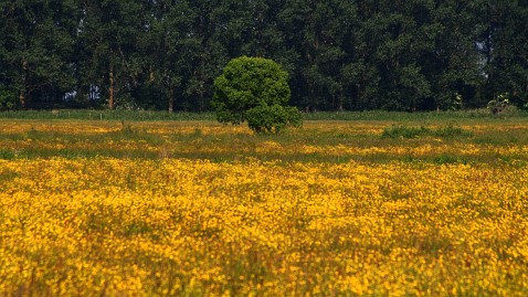 Sommer Foto von Czeslaw Gorski-013-gelbe-wiese-auf-dem-hintergrund-des-waldes