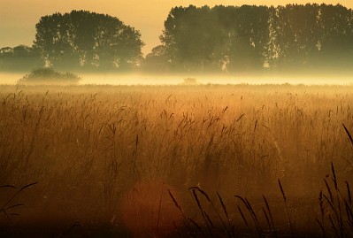 Sommer Foto von Czeslaw Gorski-018-leichter-nebel-ueber-der-wiese,-baeumen-im-hintergrund